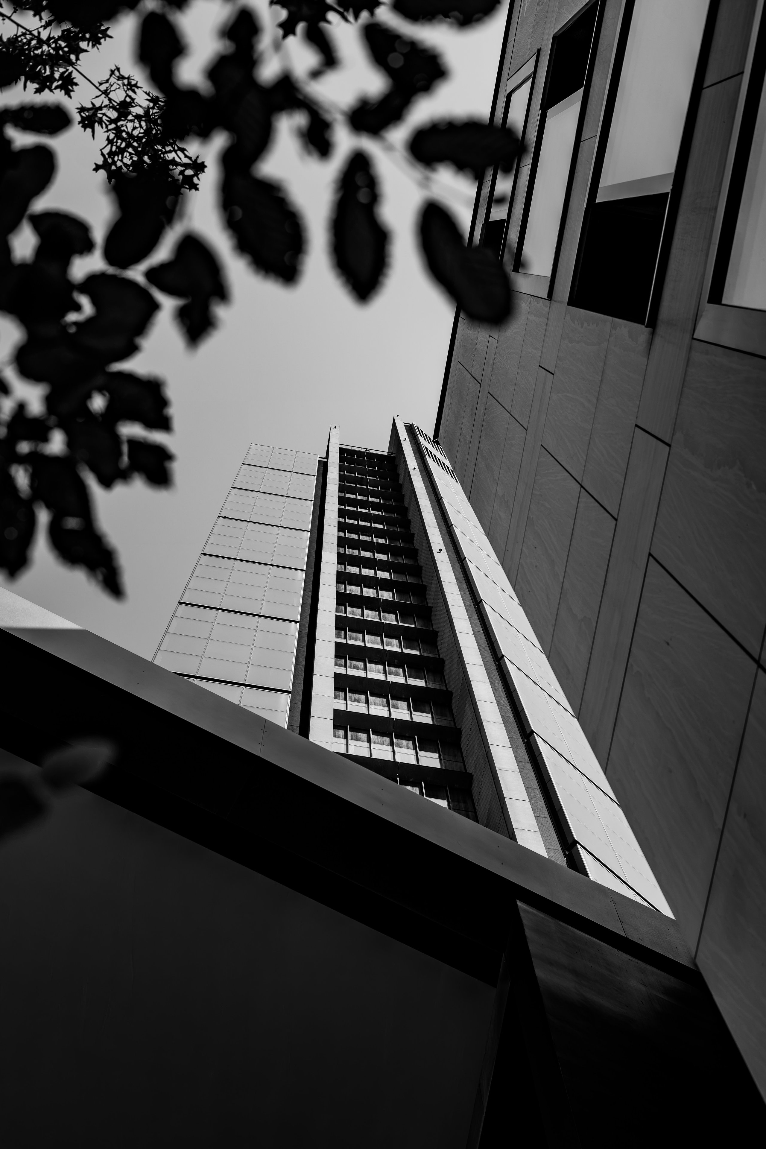A tower block seen from below through dark overhanging leaves, in black and white
